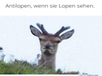 Verwirrtes Tier auf einem H�gel