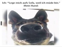 Lustiger Hundeblick von unten