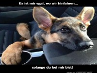 Hund geniet die Autofahrt