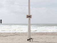 Hund missachtet Hundeverbot an Strandpfosten