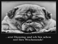 Miesepetriger Mops am Dienstag