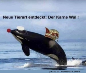 fun-Bild: Lachende Meeress&auml;uger: Der Karne-Wal!