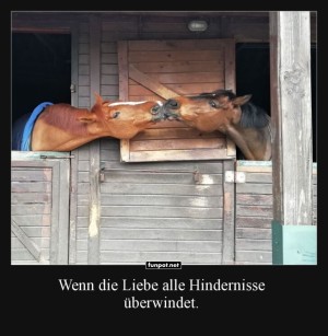 Pferdeknutscherei-im-Stall.jpg auf www.funpot.net