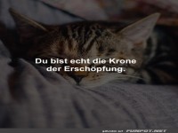 Katzenk�nig der Siesta