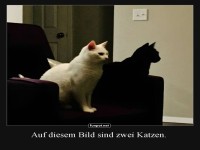 Das Yin und Yang der Flauschigkeit
