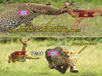 Wildes Fu�ball-Duell in der Savanne