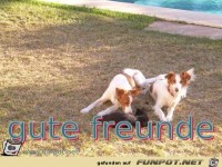 gute freunde