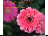 An einer offenen Bluete