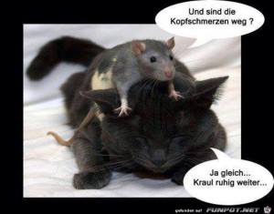 Sind-die-Kopfschmerzen-weg?.jpg auf www.funpot.net
