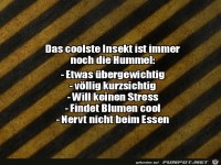 Hummeln sind cool