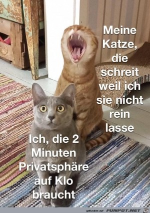 Katzen-eben.jpg auf www.funpot.net