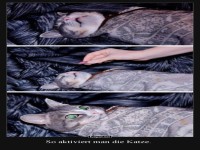 Schlafende Katze wird neugierig geweckt