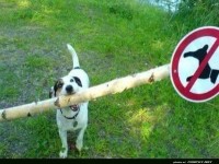 Hund ignoriert Verbotsschild