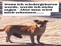 Inkognito-Hund auf Wiedergeburtstour