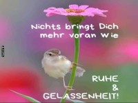 Vogelweisheiten: Ruhe als Erfolgsturbo!
