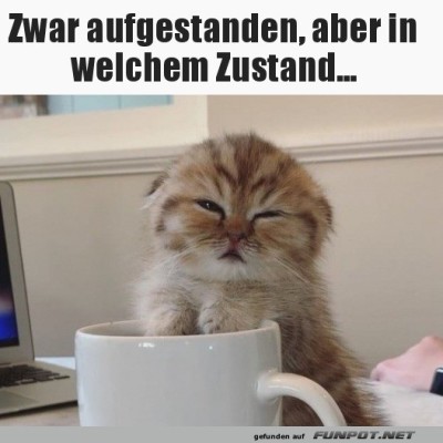 Bin-zwar-aufgestanden,-aber-wie.jpg von Carlo2006