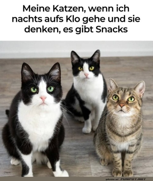 Katzen-Wachschutz:-Nachtsnack-Detektoren.jpg auf www.funpot.net
