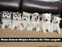 Wenn deine Welpen