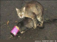 tiere40