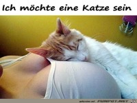 Eine Katze m�sste man sein