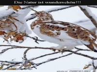Wundersch�n