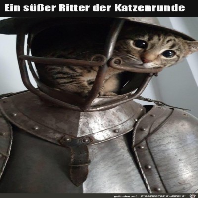 Ritter-Katze.jpg von Finnja