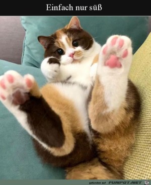Se-Katze.jpg auf www.funpot.net