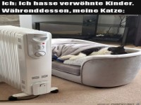 Verwöhnte Katze