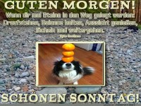 Fr�chte-Balance: Der Hundemeister!