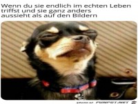 Hund mit lustigem Blick