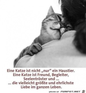 Katzen.jpg auf www.funpot.net