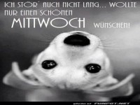 Niedlicher Hund wnscht schnen Mittwoch