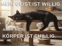 Katzen-Yoga auf höchstem Niveau