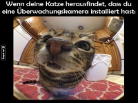 Katzentarnung gescheitert!