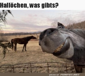 fun-Bild: Hall&ouml;chen