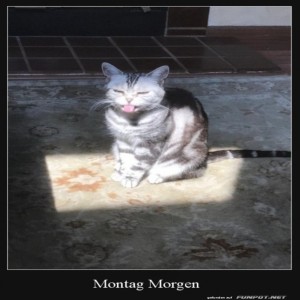 fun-Bild: Montag Morgen