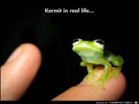 Kermit 