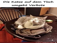 Die Katze umgeht