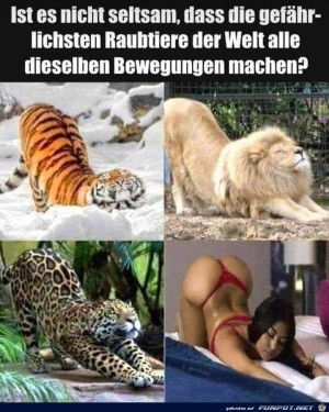 Raubtiere.jpg auf www.funpot.net