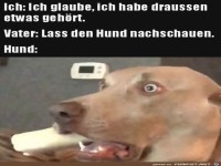 Lass den Hund nachsehen