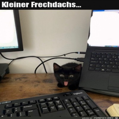 Freches-K&auml;tzchen.jpg von Finn