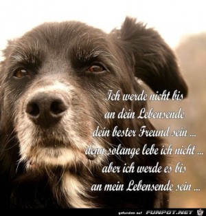 Ein-treuer-Begleiter.jpg auf www.funpot.net