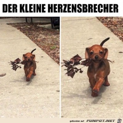 Kleiner-Herzensbrecher.jpg von Karan