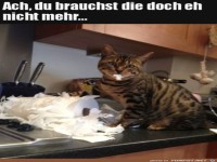 Katze zerfetzt K�chenrolle