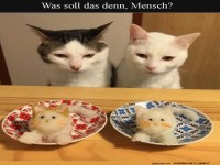 Katzen bei der Plüschtier-Verkostung!