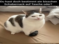 Verschw�rer-Katze plant schon den n�chsten Streich!