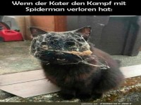 Katzenkampf: Spinnennetz-Niederlage!