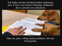 Flei�iger Vierbeiner im Studium
