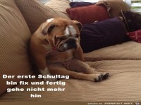 Hund
