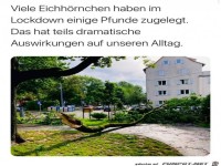 Schwere Eichh�rnchen